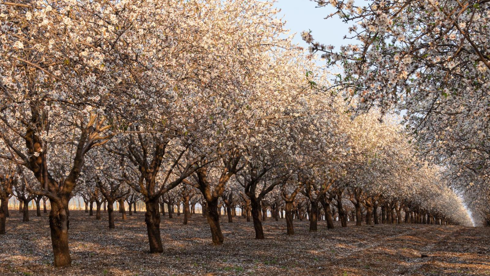 Die schönsten Mandelblüten-Routen auf Mallorca: Wanderungen im Frühling